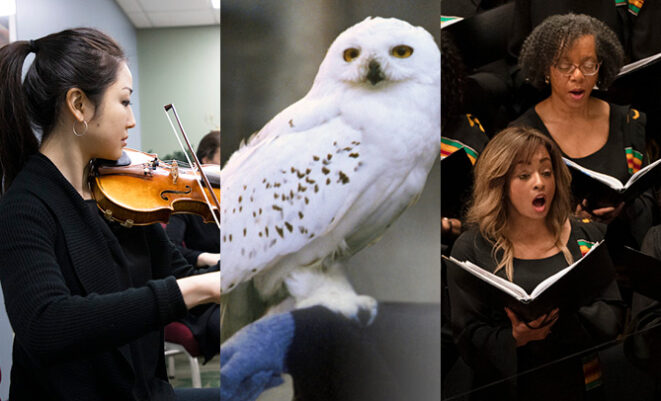 SLSO musician Melody Lee playing the violin, Hedwig the owl from Harry Potter, and SLSO IN UNISON chorus members singing on stage